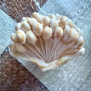 Artistic Cream Shell Decor by [Brand]